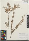 Foto von Salix hindsiana Benth.